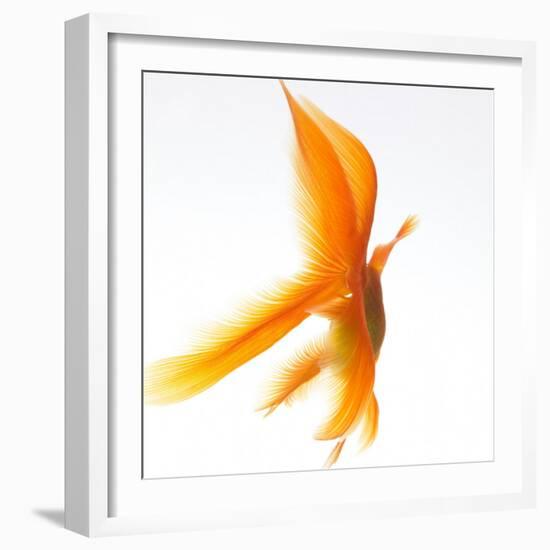 Goldfish-Mark Mawson-Framed Photographic Print