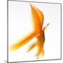 Goldfish-Mark Mawson-Mounted Photographic Print