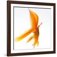 Goldfish-Mark Mawson-Framed Photographic Print