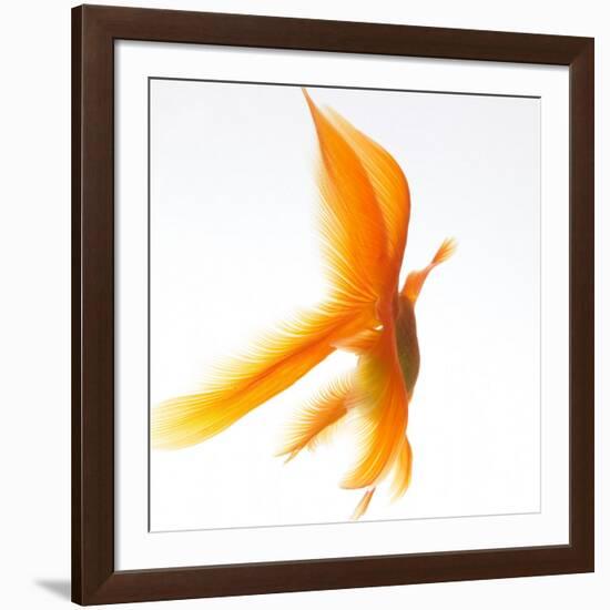 Goldfish-Mark Mawson-Framed Photographic Print