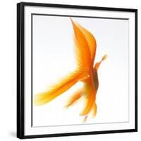 Goldfish-Mark Mawson-Framed Photographic Print