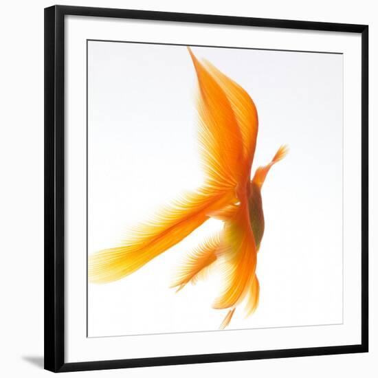 Goldfish-Mark Mawson-Framed Photographic Print