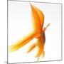 Goldfish-Mark Mawson-Mounted Photographic Print