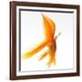 Goldfish-Mark Mawson-Framed Photographic Print