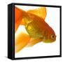 Goldfish-Mark Mawson-Framed Stretched Canvas