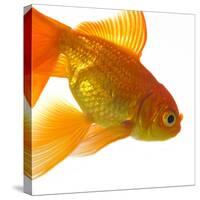 Goldfish-Mark Mawson-Stretched Canvas