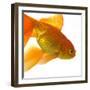 Goldfish-Mark Mawson-Framed Photographic Print