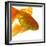 Goldfish-Mark Mawson-Framed Photographic Print