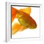 Goldfish-Mark Mawson-Framed Photographic Print