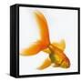 Goldfish-Mark Mawson-Framed Stretched Canvas