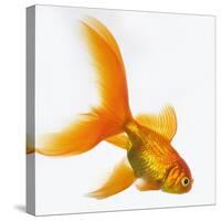 Goldfish-Mark Mawson-Stretched Canvas