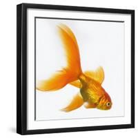 Goldfish-Mark Mawson-Framed Photographic Print