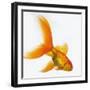 Goldfish-Mark Mawson-Framed Photographic Print