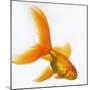 Goldfish-Mark Mawson-Mounted Photographic Print