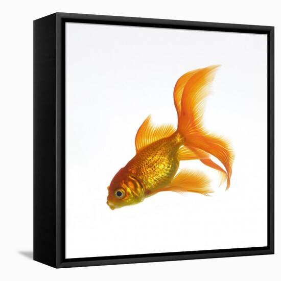 Goldfish-Mark Mawson-Framed Stretched Canvas