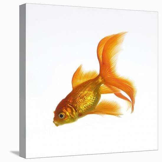 Goldfish-Mark Mawson-Stretched Canvas