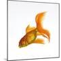 Goldfish-Mark Mawson-Mounted Photographic Print