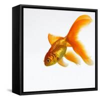 Goldfish-Mark Mawson-Framed Stretched Canvas