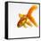 Goldfish-Mark Mawson-Framed Stretched Canvas