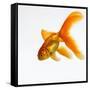 Goldfish-Mark Mawson-Framed Stretched Canvas