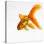 Goldfish-Mark Mawson-Stretched Canvas