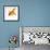 Goldfish-Mark Mawson-Framed Premium Photographic Print displayed on a wall