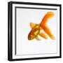 Goldfish-Mark Mawson-Framed Premium Photographic Print