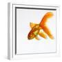 Goldfish-Mark Mawson-Framed Premium Photographic Print