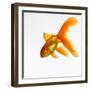 Goldfish-Mark Mawson-Framed Photographic Print