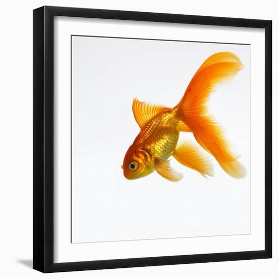 Goldfish-Mark Mawson-Framed Photographic Print