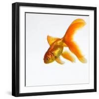 Goldfish-Mark Mawson-Framed Photographic Print