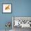 Goldfish-Mark Mawson-Framed Photographic Print displayed on a wall