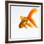 Goldfish-Mark Mawson-Framed Photographic Print