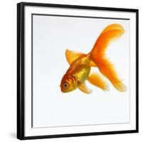 Goldfish-Mark Mawson-Framed Photographic Print