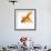 Goldfish-Mark Mawson-Framed Photographic Print displayed on a wall