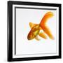 Goldfish-Mark Mawson-Framed Photographic Print