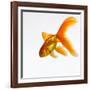 Goldfish-Mark Mawson-Framed Photographic Print