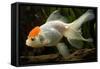 Goldfish-null-Framed Stretched Canvas