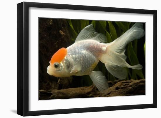 Goldfish-null-Framed Photographic Print