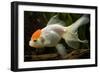 Goldfish-null-Framed Photographic Print