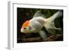 Goldfish-null-Framed Photographic Print
