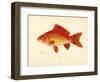 Goldfish-null-Framed Giclee Print