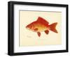 Goldfish-null-Framed Giclee Print