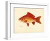 Goldfish-null-Framed Giclee Print