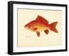 Goldfish-null-Framed Premium Giclee Print