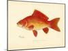 Goldfish-null-Mounted Premium Giclee Print