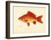 Goldfish-null-Framed Giclee Print