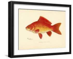 Goldfish-null-Framed Giclee Print