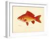 Goldfish-null-Framed Giclee Print