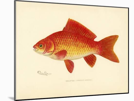 Goldfish-null-Mounted Giclee Print